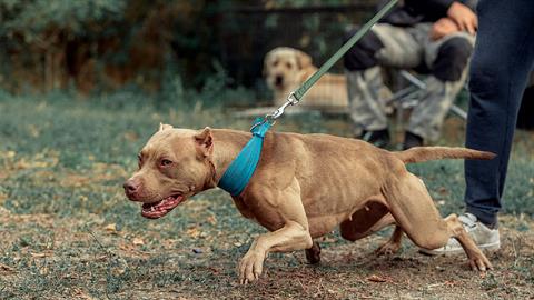 Πίτμπουλ δάγκωσε 3χρονο στην κοιλιά - το παιδί πήγε στο νοσοκομείο