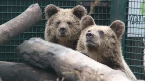 2 αρκουδίτσες δραπέτευσαν από ζωολογικό κήπο, πήγαν σε παντοπωλείο και έφαγαν μέλι!