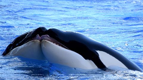 Άγριες όρκες εντοπίστηκαν να... φιλιούνται στον βυθό της θάλασσας!