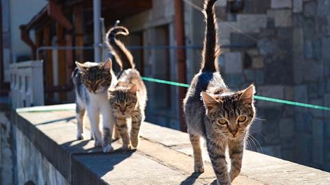 Αργυρούπολη: σκότωσαν γάτες και τις πέταξαν σε παιδικές χαρές, για να τις δουν παιδιά!