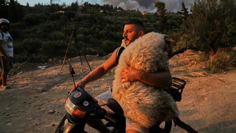 Φωτιά στην Αχαΐα: νεαρός πήρε το πρόβατο μαζί του στο μηχανάκι για να το σώσει