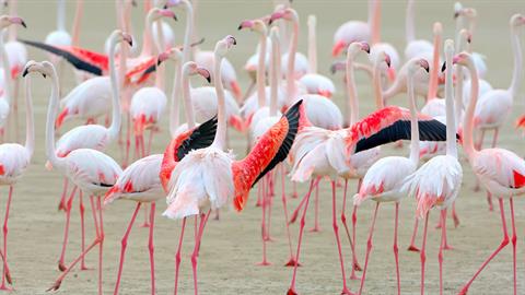 Το Ναύπλιο γέμισε ροζ φλαμίνγκο και έγινε ακόμα πιο όμορφο!