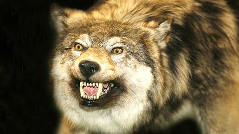 Χαλκιδική: λύκος επιτέθηκε σε 5χρονη σε παραλία του Μαρμαρά