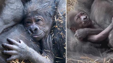 Η πιο όμορφη εικόνα: νεογέννητο γοριλάκι δεν ξεκολλάει λεπτό από τη μαμά του! 