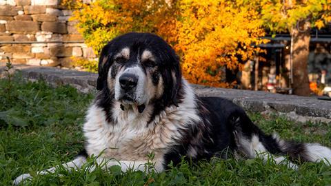 Θεσσαλονίκη: ακινητοποίησε τον σκύλο της κόρης του με χαρτοταινία και τον έθαψε ζωντανό!