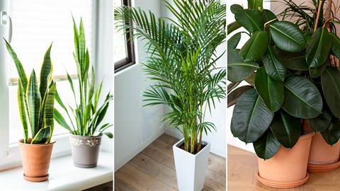 5 φυτά εσωτερικού χώρου που καθαρίζουν την ατμόσφαιρα