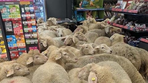 Πρόβατα το έσκασαν από χωράφι και... μπούκαραν σε σούπερ μάρκετ!