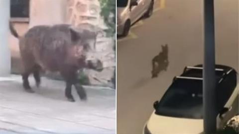 Χαϊδάρι: αγριογούρουνο και λύκος έκαναν βόλτα σε κατοικημένη περιοχή
