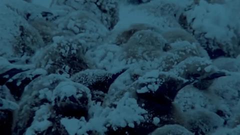 Η αυτοθυσία των μπαμπάδων πιγκουίνων: μένουν ακίνητοι στο κρύο για να σώσουν τα μωρά τους