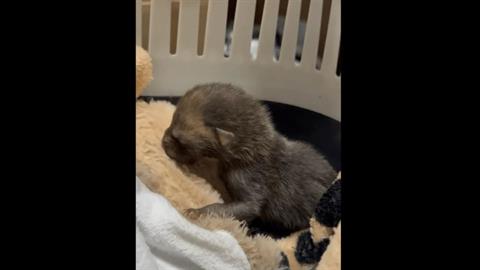 Μωρό αλεπουδάκι βρέθηκε σε παιδική χαρά του Άλσους Περιστερίου!