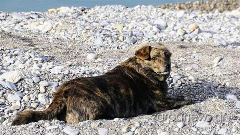 Σκυλίτσα που έχασε το αφεντικό της από καρκίνο, κάνει κάθε μέρα την παλιά τους βόλτα
