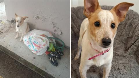 Εγκατέλειψαν σκυλάκι σε στάση λεωφορείου, μαζί με τα παιχνίδια του