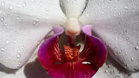 Τα «μυστικά» της κλειτορίδας: νέα μελέτη ρίχνει... φως σε όσα δεν ξέραμε τόσα χρόνια