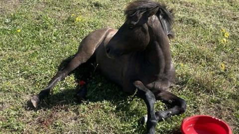 Κεφαλονιά: άγνωστοι πυροβόλησαν άλογο - υπέκυψε στα τραύματά του!