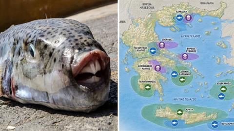 Λαγοκέφαλοι: τα επικίνδυνα ψάρια που έφτασαν στην Ελλάδα και δαγκώνουν!