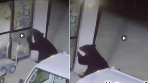Αρκούδα εισβάλλει σε σπίτια και... λεηλατεί ψυγεία - ύποπτη για 14 «διαρρήξεις»