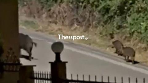 Θεσσαλονίκη: παιδιά περικυκλώθηκαν από αγέλη αγριογούρουνων - κάλεσαν το 100 για να σωθούν