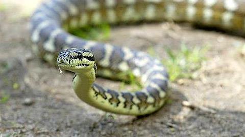 Μητέρα βρίσκει το μωρό της στην αγκαλιά πύθωνα