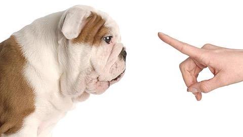 Σκύλος: Βασικοί κανόνες και σχολές εκπαίδευσης