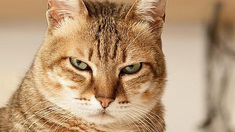 Τοξόπλασμα και εγκυμοσύνη: Εσείς ή η γάτα;