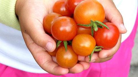 Μποστάνι: Δείτε πώς θα το κάνετε!