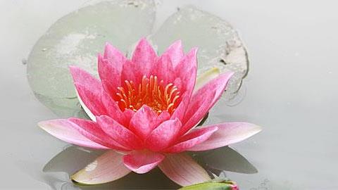 Γέννα-λωτός: Τι είναι, τα οφέλη και οι κίνδυνοι