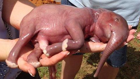 Νεογέννητα από όλο το ζωικό βασίλειο