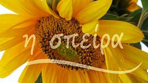 Γονείς και παιδιά παίζουν με τη «Σπείρα»